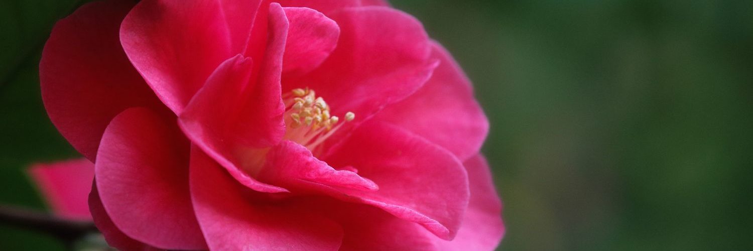 Камелия flori-da.ru